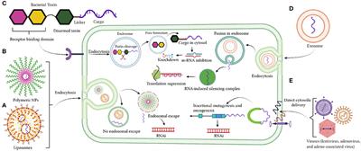 Targeting Non-coding RNA for Glioblastoma Therapy: The Challenge of Overcomes the Blood-Brain Barrier